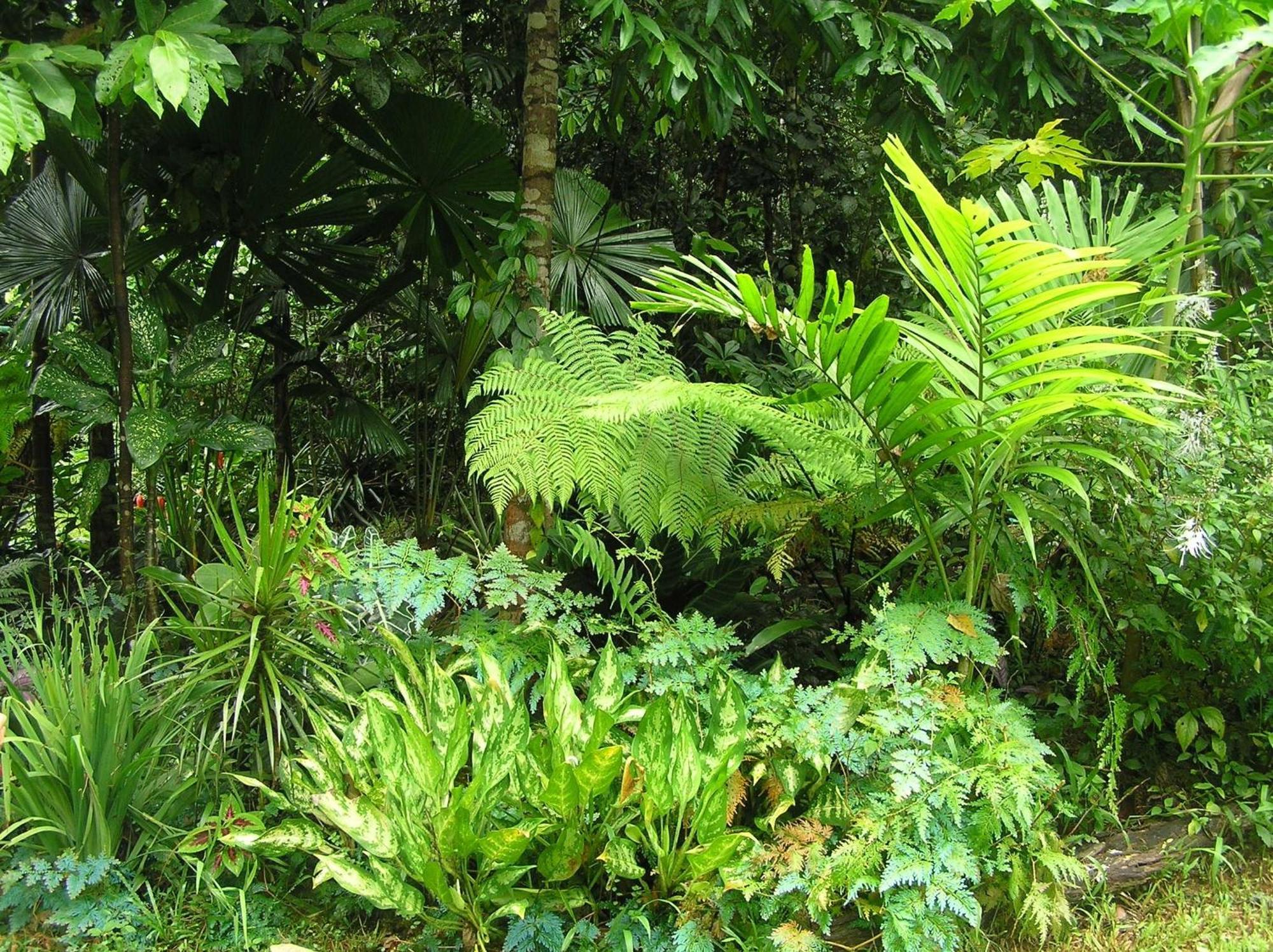 Epiphyte B & B Cow Bay Luaran gambar