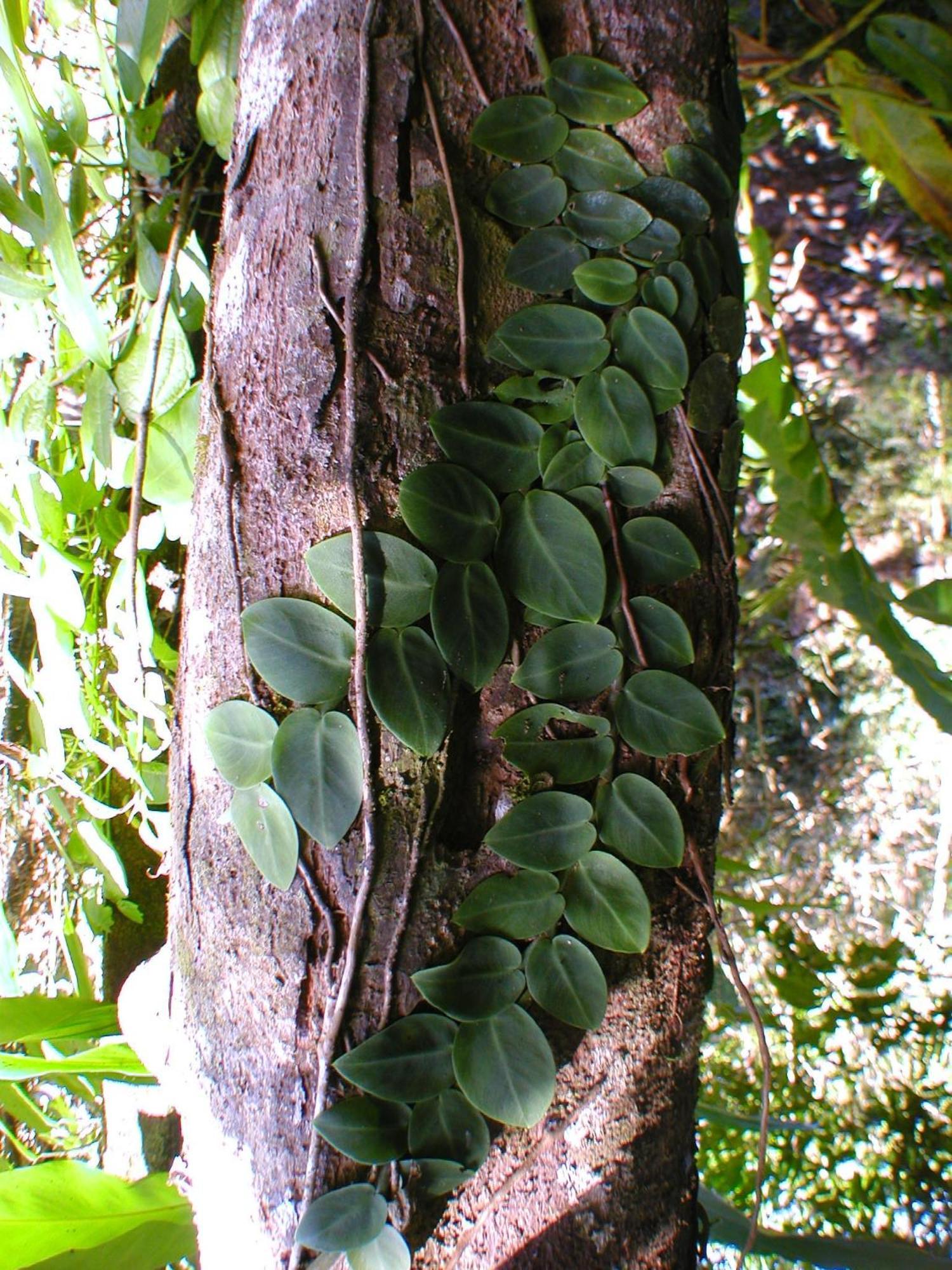 Epiphyte B & B Cow Bay Luaran gambar